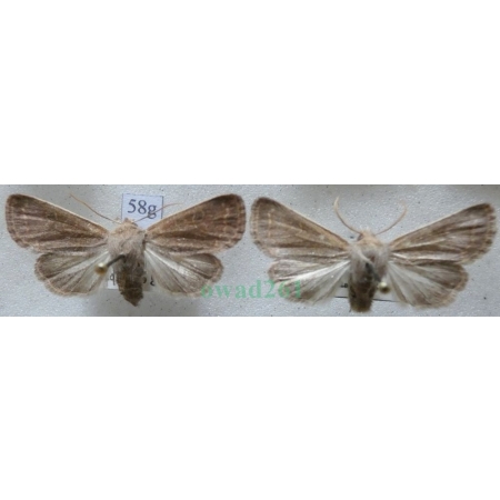 Dioszeghyana schmidtii (Diöszeghy, 1935) pair Slovakia58g